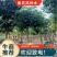 紫花风铃木3-15分，丛生，嫁接锈球，全冠等，大量出售