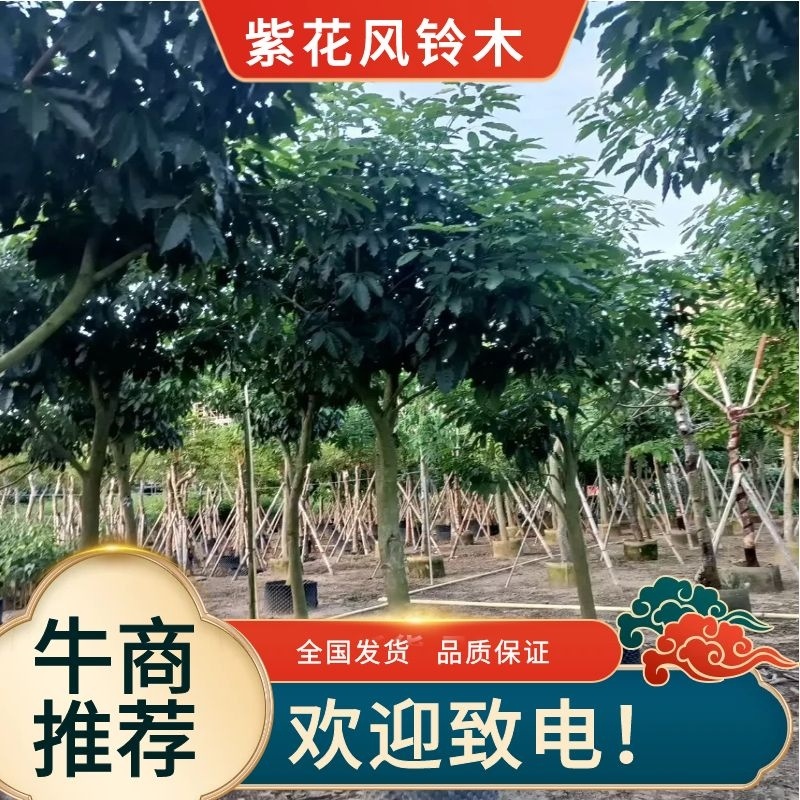 紫花风铃木3-15分，丛生，嫁接锈球，全冠等，大量出售