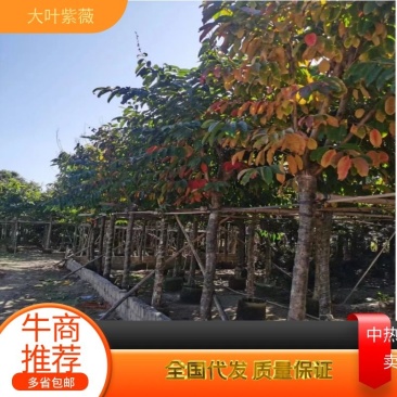 大叶紫薇5-15公分，规格齐全，支持视频看货