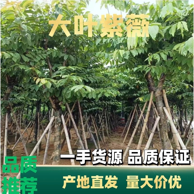 大叶紫薇5-15公分，规格齐全，支持视频看货