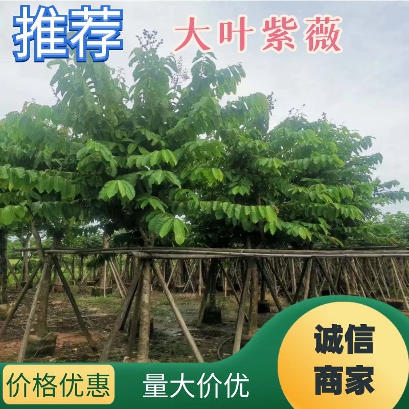 大叶紫薇5-15公分，规格齐全，支持视频看货
