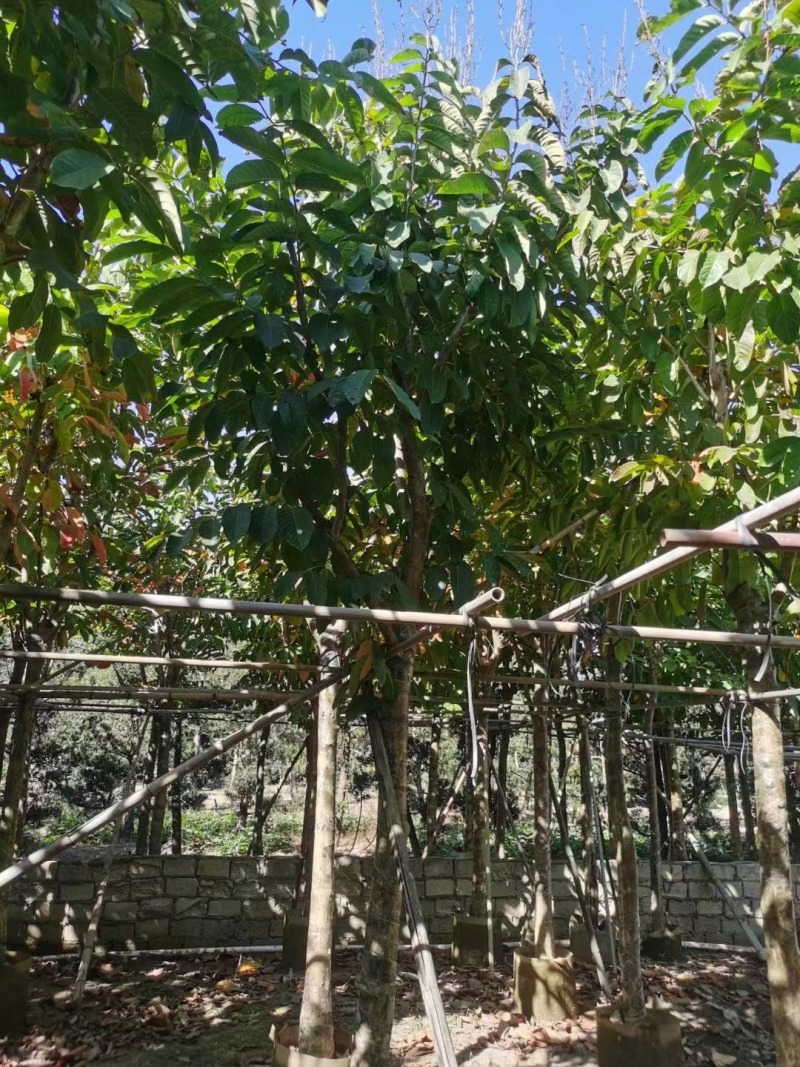 大叶紫薇5-15公分，规格齐全，支持视频看货