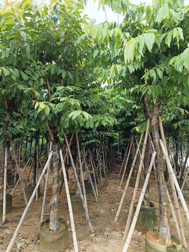 大叶紫薇5-15公分，规格齐全，支持视频看货