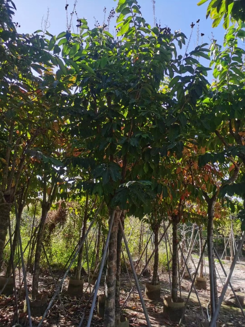 大叶紫薇5-15公分，规格齐全，支持视频看货