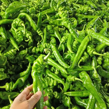 【回头客多】精品螺丝椒，对接全国商超市场质量保证诚信买卖