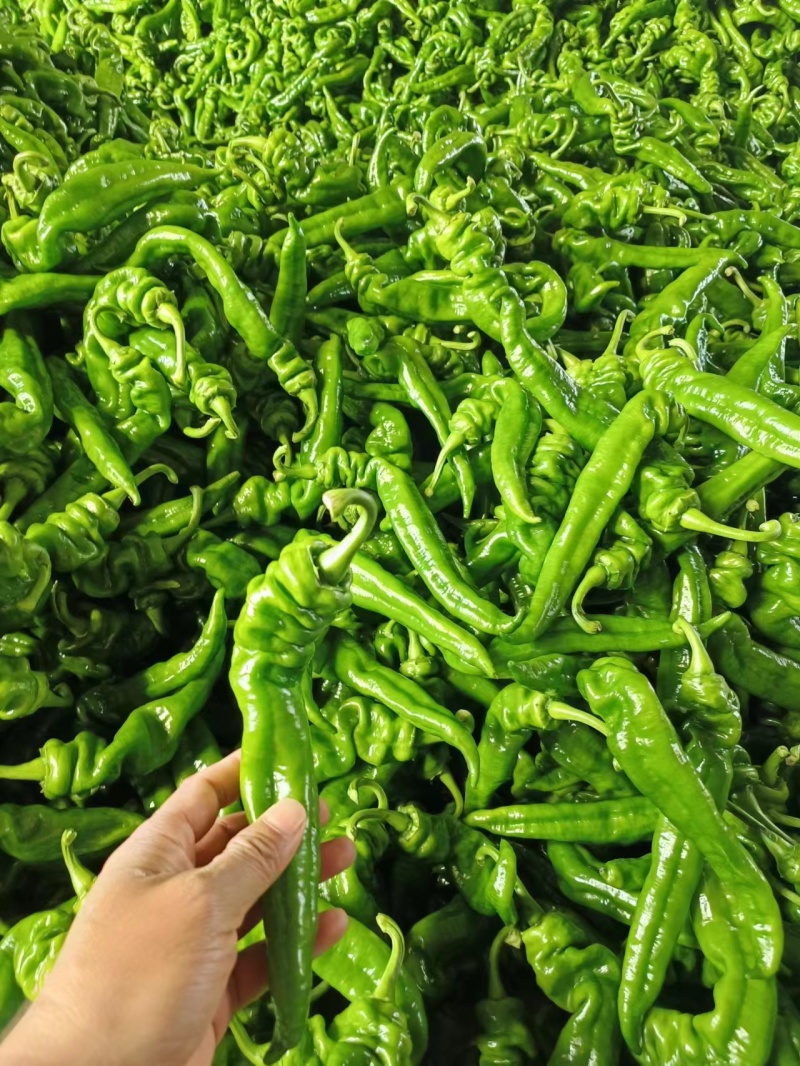 【回头客多】精品螺丝椒，对接全国商超市场质量保证诚信买卖
