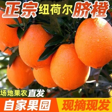 湖南精品脐橙纽荷尔，颜色发红，果面干净，口感好，欢迎前来合作