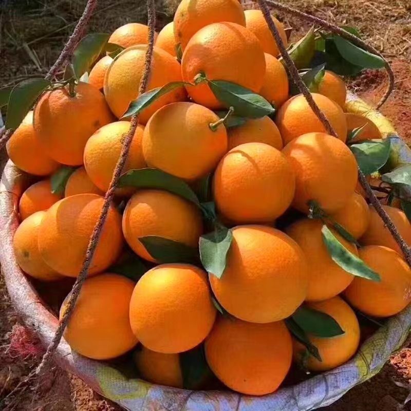 湖南精品脐橙纽荷尔，颜色发红，果面干净，口感好，欢迎前来合作