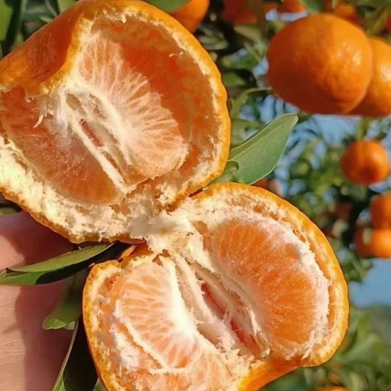 精品碰柑货源充足一手货源量大从优皮薄多汁欢迎咨询