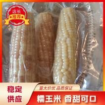 糯玉米真空包装香糯玉米、糯金宝小玉米、糯壮元和紫