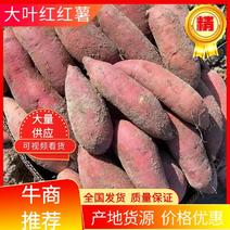 海丰山坡地大叶红红薯(红皮红肉)对接中低端市场，电商