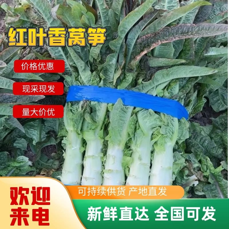 【红叶香莴笋】东台尖叶莴笋万亩基地供货全国发货可视频看货电联