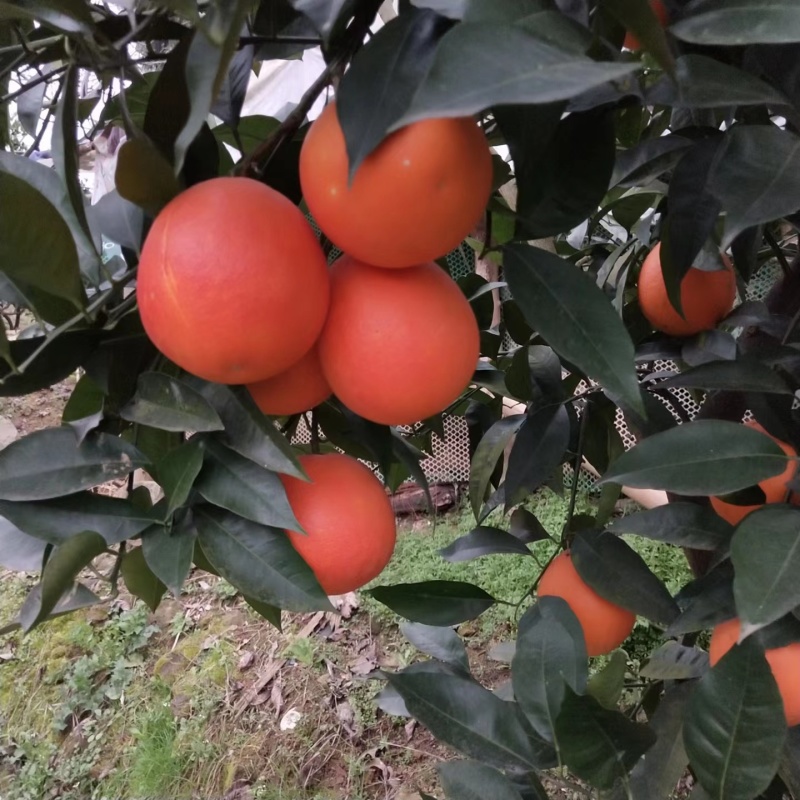 【无中间商】塔罗科血橙农户直发自己采果价格便宜来电洽谈