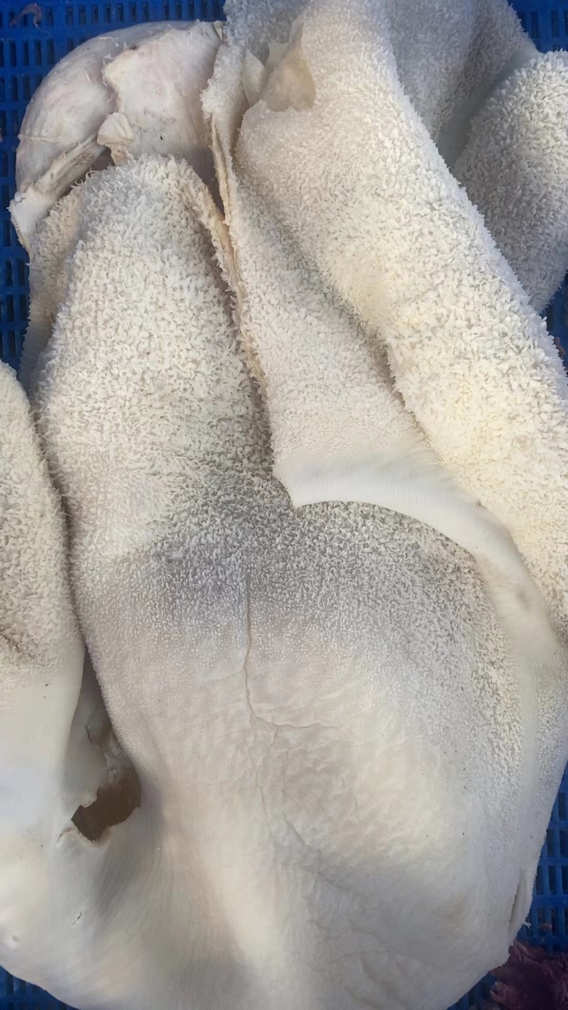 黄牛牛肚！江苏连云港厂家直发量大从优欢迎电联采购
