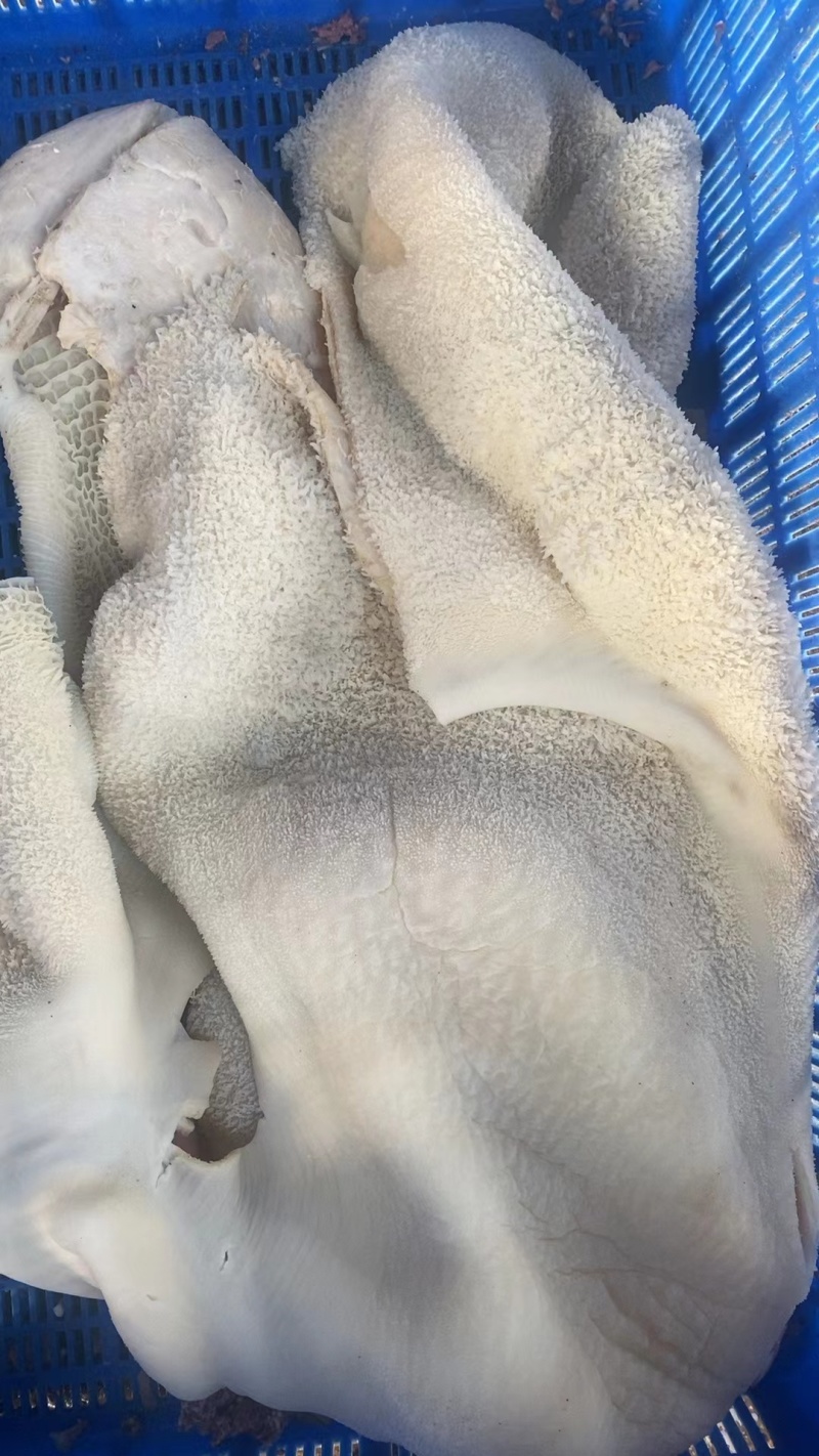 黄牛牛肚！江苏连云港厂家直发量大从优欢迎电联采购