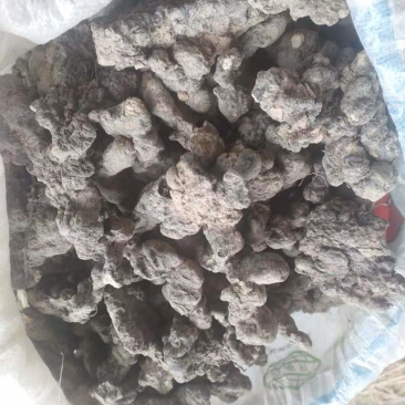 猪苓陕西猪苓无硫统货干净无杂散装发货批发全国供应