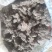猪苓陕西猪苓无硫统货干净无杂散装发货批发全国供应