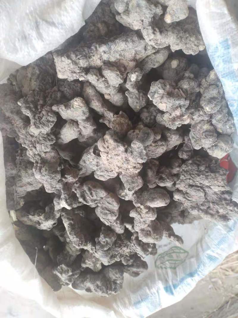 猪苓陕西猪苓无硫统货干净无杂散装发货批发全国供应