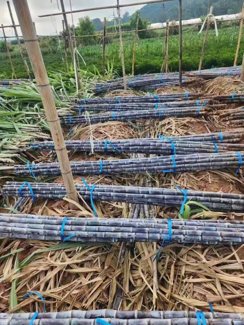 河南周边来电便宜甘蔗种苗黑皮甘蔗苗黄皮黑甘蔗苗成活率高甜度高