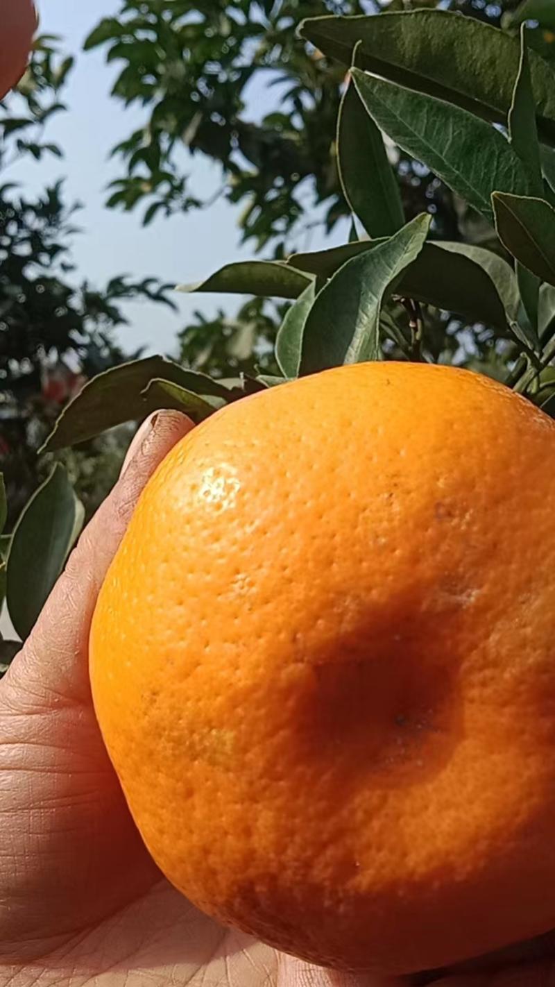 精选爱媛橙38大量现货货源充足保质保量供应全国市场
