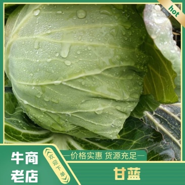 湖北天门甘蓝精品甘蓝圆包菜大量上市产地直供保质