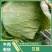 湖北天门甘蓝精品甘蓝圆包菜大量上市产地直供保质