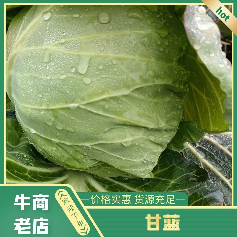 湖北天门甘蓝精品甘蓝圆包菜大量上市产地直供保质
