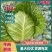 【精品】湖北天门甘蓝圆包菜大量上市产地直供保证质量