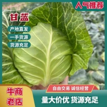 精品扁包菜圆包菜甘蓝大量上市产地直供保证质量