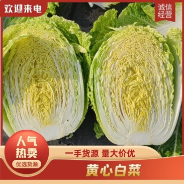 【推荐】湖北精品黄心白菜产地直发一手货源价优欢迎合作