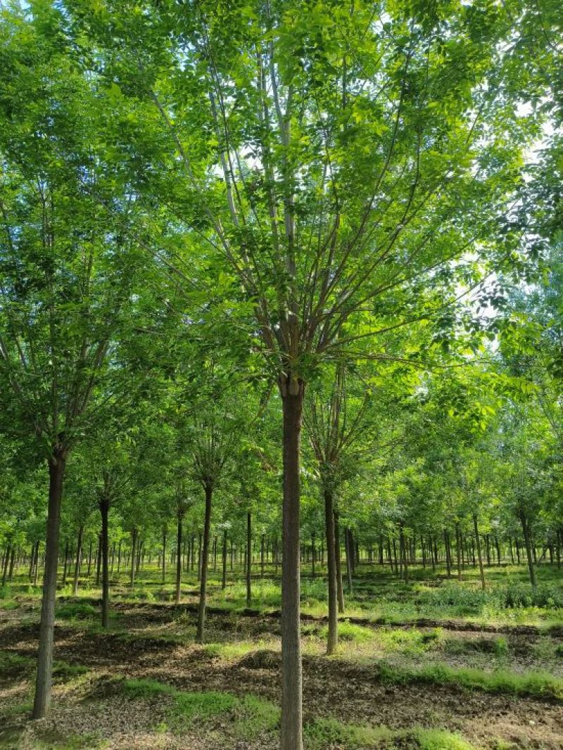13公分白蜡，胸径13公分白蜡树
