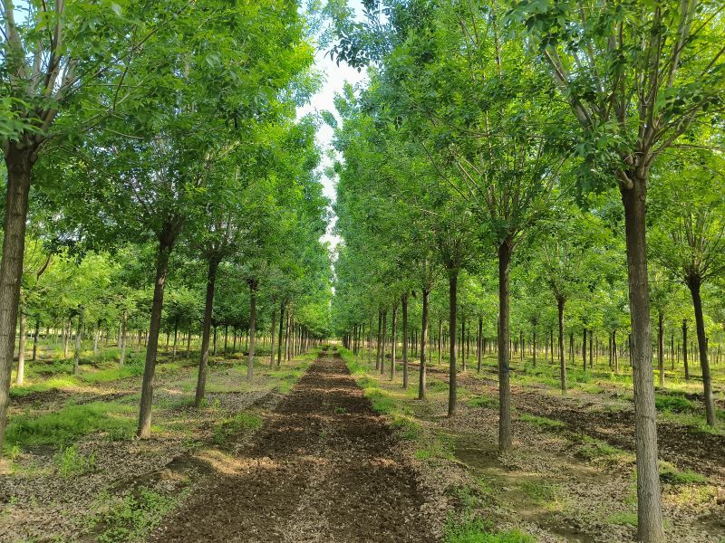 13公分白蜡，胸径13公分白蜡树