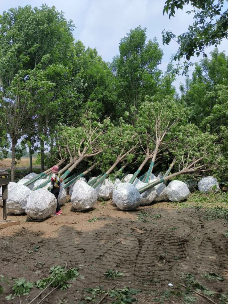 13公分白蜡，胸径13公分白蜡树