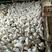 广东白番鸭母养殖基地品种齐全供应全国市场批发商
