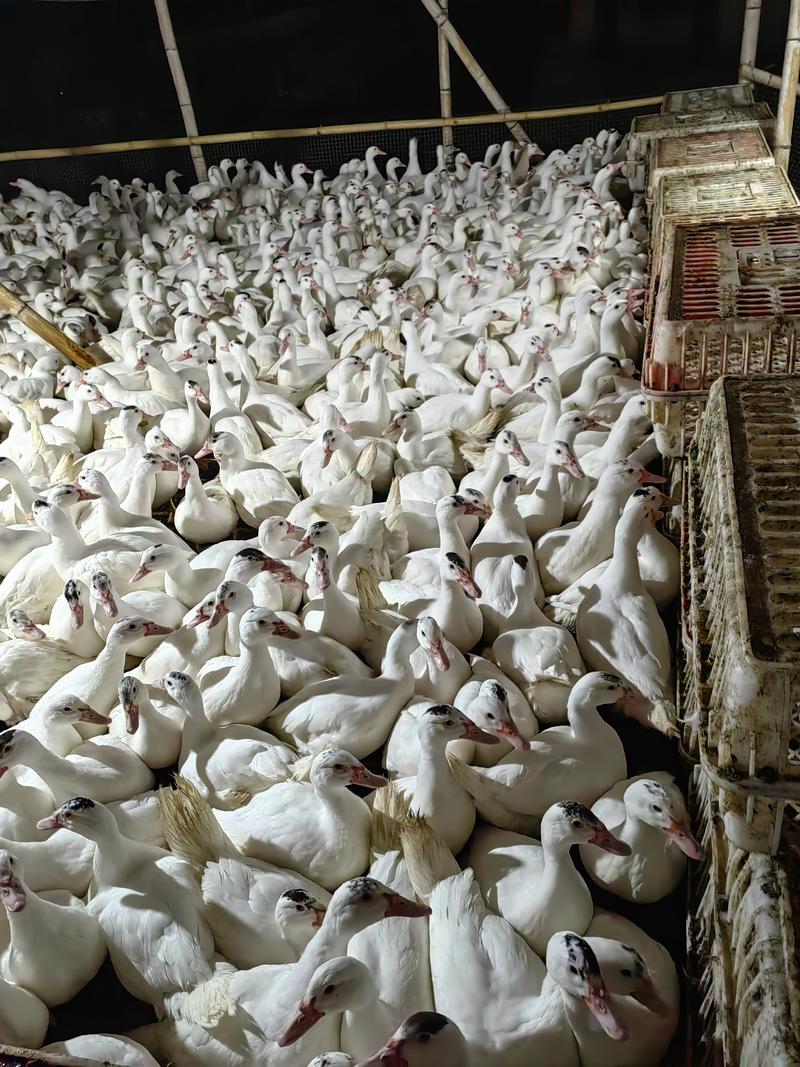 广东白番鸭母养殖基地品种齐全供应全国市场批发商