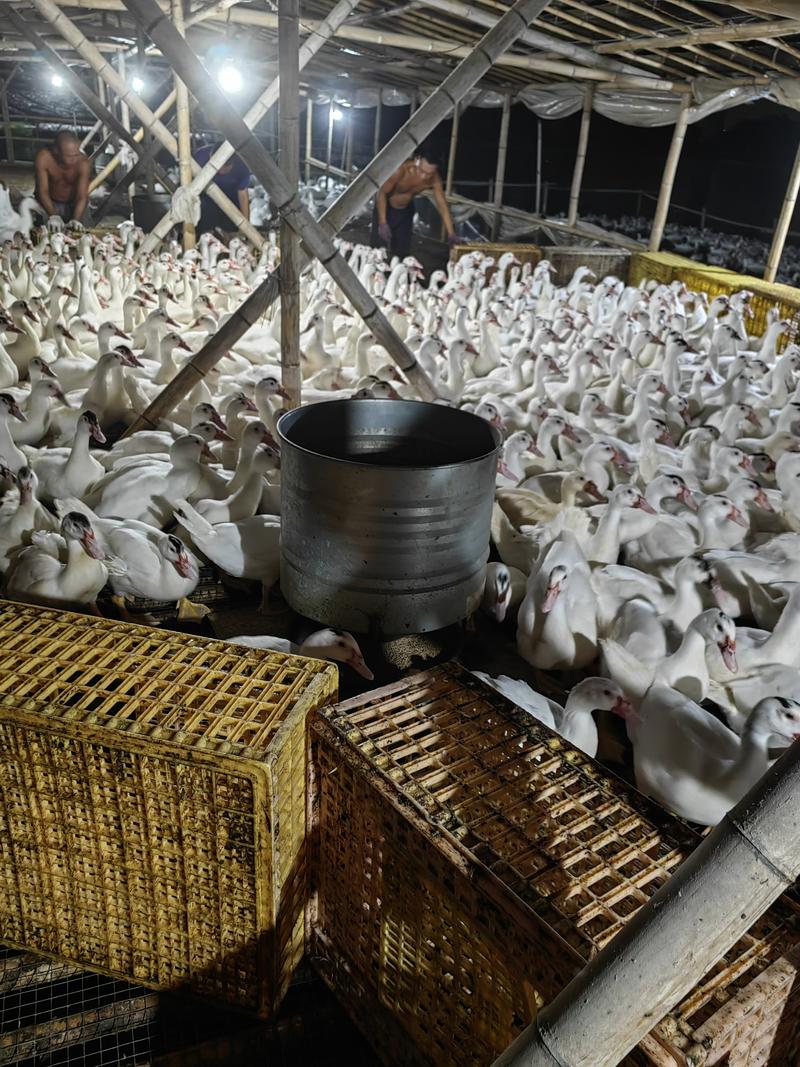 广东精选白番鸭养殖基地货源充足保质保量供应全国