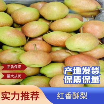 【热卖】优质供货电商，红香酥梨，河北石家庄，量大价优