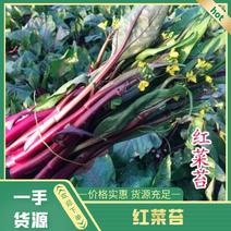 精品菜苔新鲜红菜苔湖北红菜苔产地大量供应欢迎来电