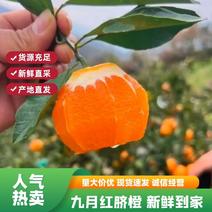 [九月红]湖北秭归脐橙九月红脐橙自家果园可视频看货