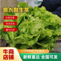 湖北生菜上市意大利生菜绿油不黄叶质量很好