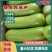 云南绿皮西葫芦1斤左右，供应电商，批发市场