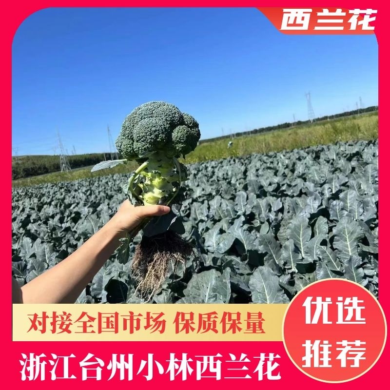 精品西兰花万亩场地可走市场加工厂食堂电商货一条龙服务