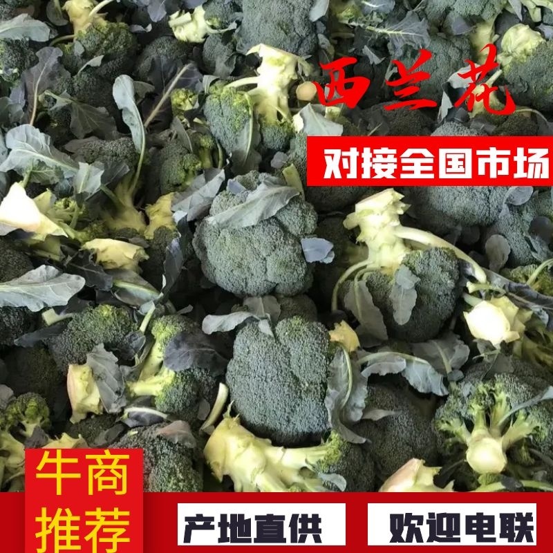甘肃西兰花，张掖美青，耐寒