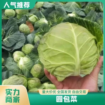 嘉鱼县甘蓝圆包菜，精品甘蓝大量批发诚信经营实力供应