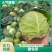 嘉鱼县甘蓝圆包菜，精品甘蓝大量批发诚信经营实力供应