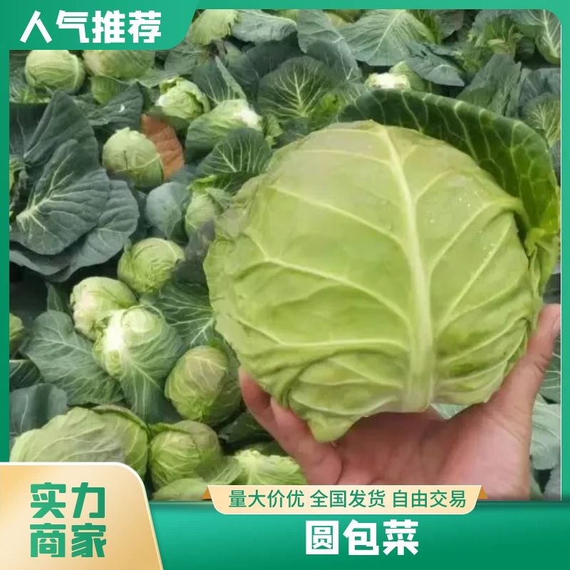 嘉鱼县甘蓝圆包菜，精品甘蓝大量批发诚信经营实力供应