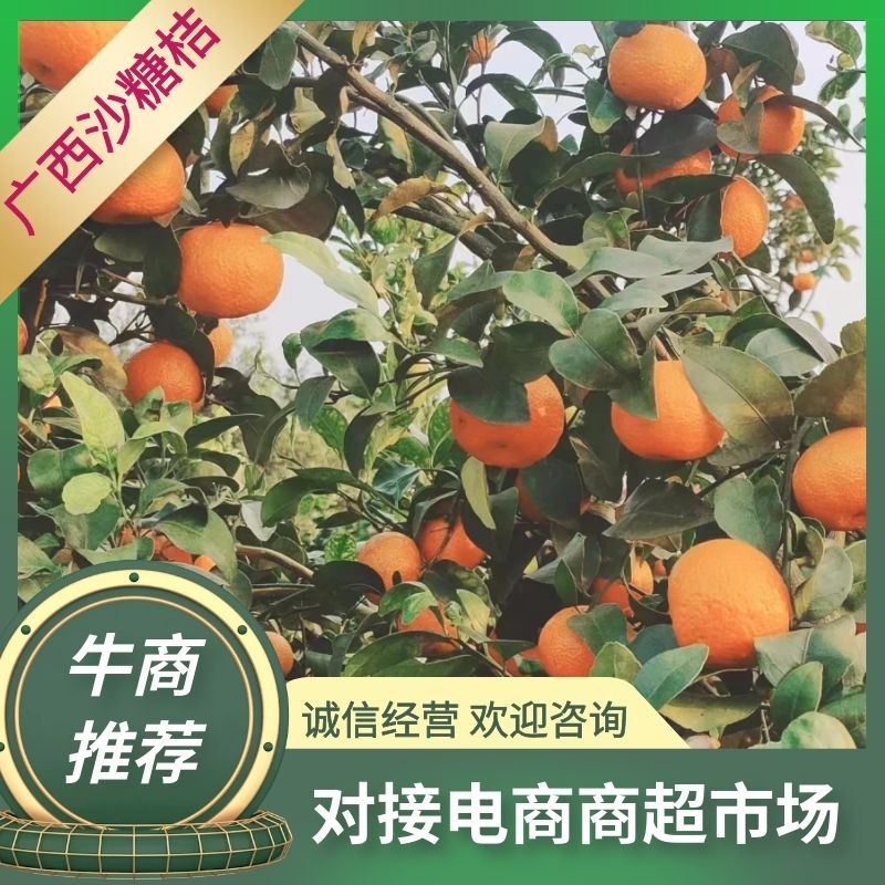 【沙糖桔】广西沙糖桔大量供应现摘现发可视频看货欢迎联系
