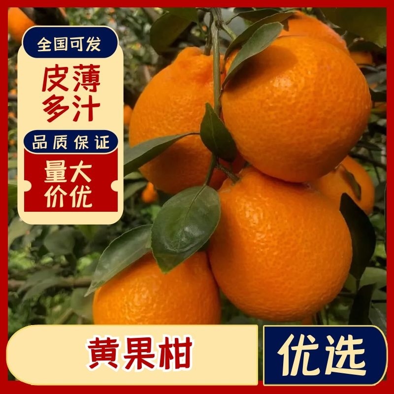 汉源石棉黄果柑皮薄多汁可视频看货原产地直供一手货源