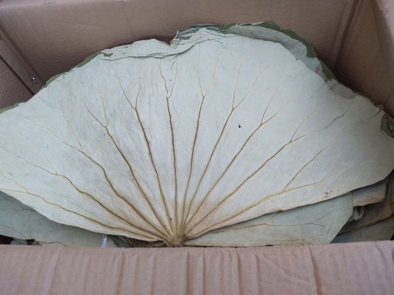 荷叶