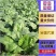 【HOT】优质供货电商，大叶菠菜，山东金乡，一手货源价优